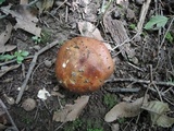 Russula maculata image