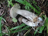 Leccinum griseonigrum image
