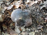 Russula grisea image