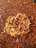 Gymnopus luxurians image