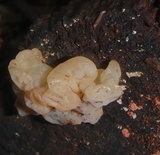 Ductifera pululahuana image