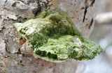 Oxyporus populinus image