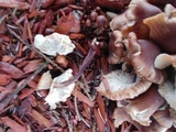 Gymnopus luxurians image