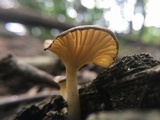Chrysomphalina strombodes image