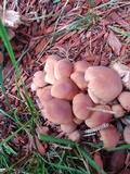 Gymnopus luxurians image
