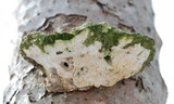Oxyporus populinus image