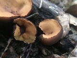 Galiella rufa image