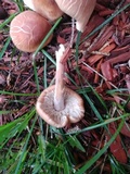 Gymnopus luxurians image