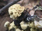 Thelephora vialis image