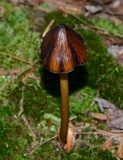 Entoloma luteum image