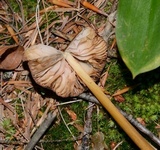 Entoloma luteum image