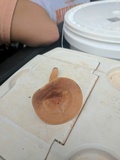 Lactarius volemus image