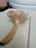 Lactarius volemus image