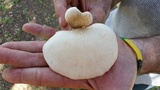 Pleurotus pulmonarius image