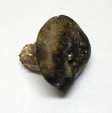 Russula nigricans image