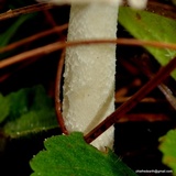 Amanita sect. Vaginatae image