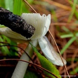 Amanita sect. Vaginatae image