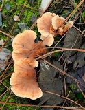 Pycnoporellus fulgens image