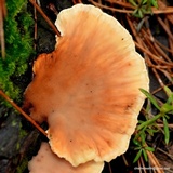Pycnoporellus fulgens image