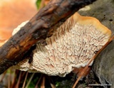 Pycnoporellus fulgens image