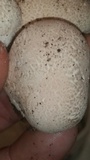 Lycoperdon pratense image