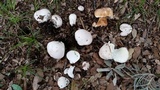Lycoperdon pratense image