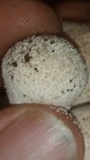 Lycoperdon pratense image