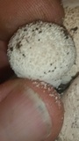 Lycoperdon pratense image
