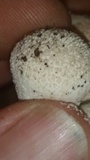 Lycoperdon pratense image