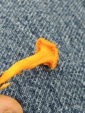 Cantharellus minor image