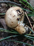 Scleroderma michiganense image