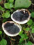 Scleroderma michiganense image