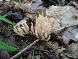 Clavaria fumosa image