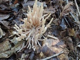 Clavaria fumosa image