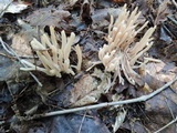 Clavaria fumosa image