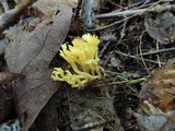 Clavulinopsis corniculata image