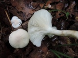 Hygrocybe pratensis var. pallida image