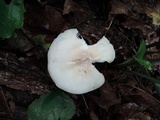 Hygrocybe pratensis var. pallida image