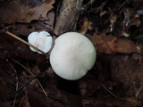 Hygrocybe pratensis var. pallida image