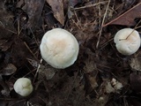 Hygrocybe pratensis var. pallida image