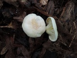 Hygrocybe pratensis var. pallida image