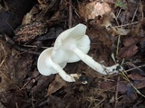 Hygrocybe pratensis var. pallida image