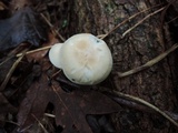 Hygrocybe pratensis var. pallida image