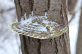 Trametes gibbosa image
