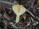 Cuphophyllus pratensis image