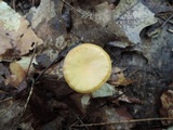 Hygrocybe laeta var. laeta image