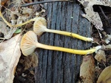 Hygrocybe laeta var. laeta image
