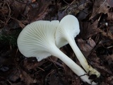 Cuphophyllus virgineus image