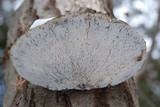 Trametes gibbosa image