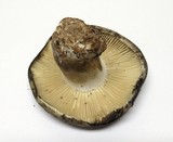 Russula nigricans image